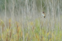 Stehlik obecny - Carduelis carduelis - European Goldfinch 1916u